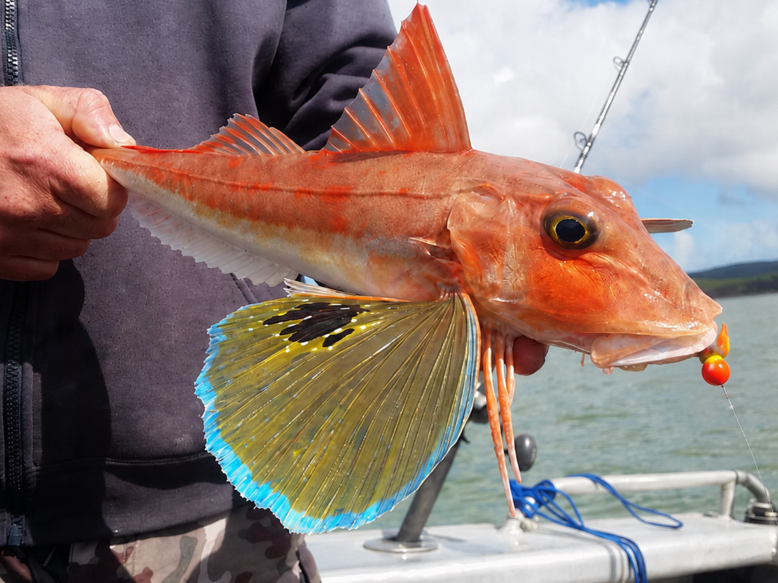 How To Target Gurnard With Snapper Candy