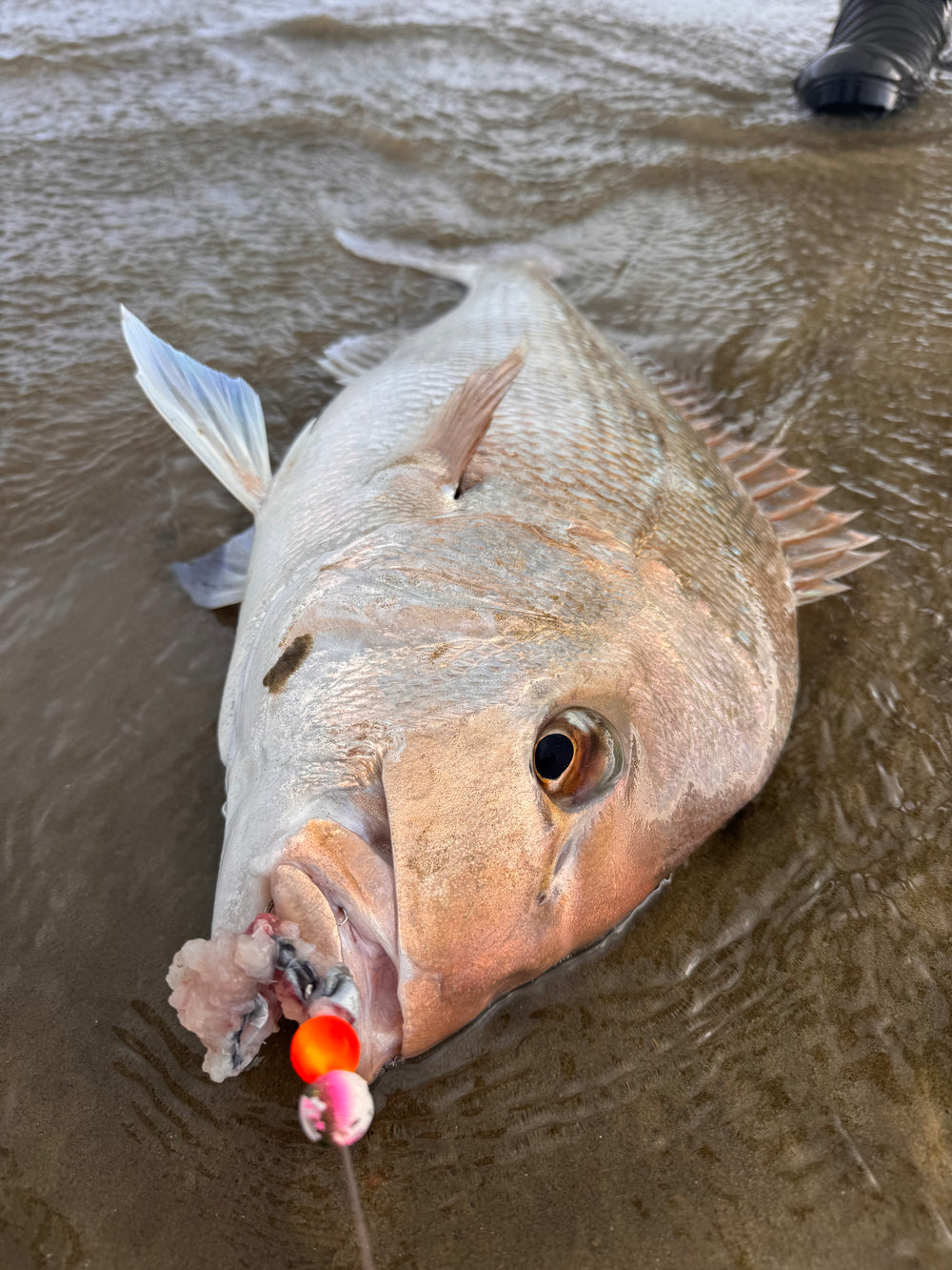 Contact – Snapper Candy